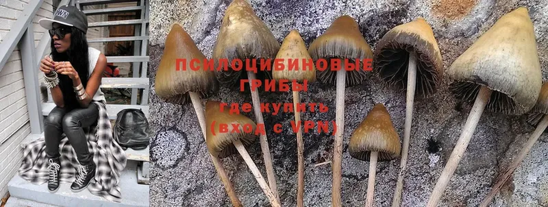 где купить наркоту  Советская Гавань  Галлюциногенные грибы Psilocybine cubensis 